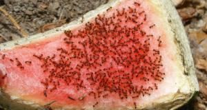 Ants Undeterred By Oven-Cleaner Rampage