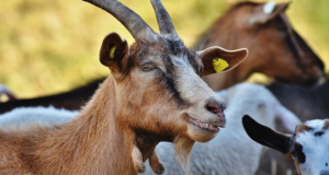 Fearing Israeli Strikes, Ayatollah Clears Space In Deep Bunker For Goat Porn Collection