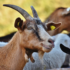 Fearing Israeli Strikes, Ayatollah Clears Space In Deep Bunker For Goat Porn Collection