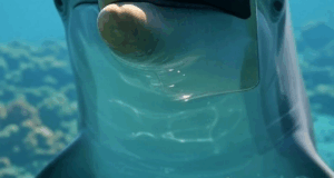 Dolphin That Snagged Greta’s Thrown-Overboard iPhone Disturbed At Content