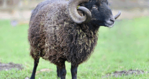 Environmental Impact Statement: Proposed Sacrifice Of Isaac On Mount Moriah