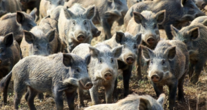 IRGC Struggles To Counter US Plan To Release 30-50 Feral Hogs