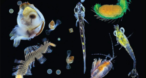Plankton Prays It Decays Into Gas Under Israeli Waters, Not Failed State Lebanon