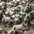 IRGC Struggles To Counter US Plan To Release 30-50 Feral Hogs