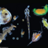 Plankton Prays It Decays Into Gas Under Israeli Waters, Not Failed State Lebanon