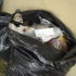 Man Replaces Trash Bag In Support Of Global Zionist Agenda